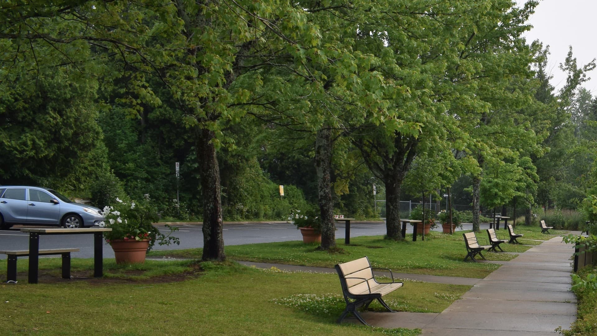The Laurentian forest in summer around Sainte-Agathe-des-Monts