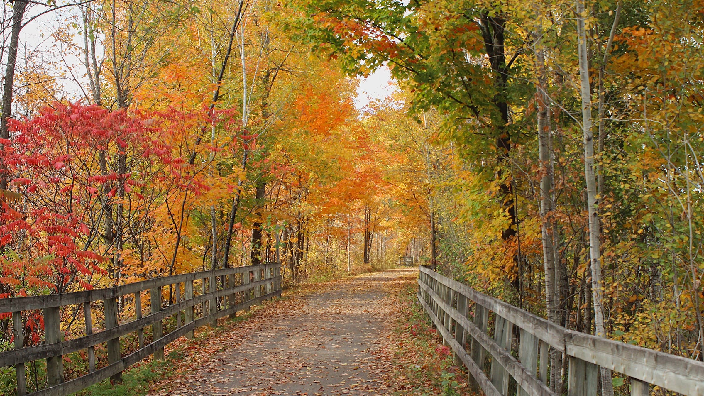 Autumn trail in the Laurentians